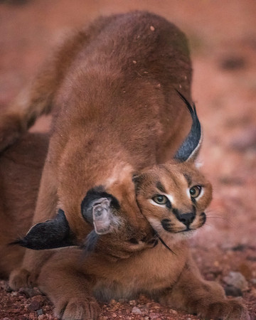 Caracals