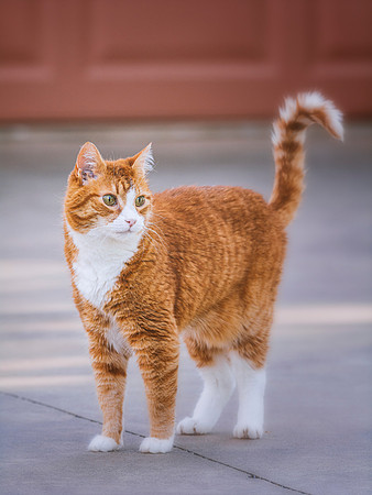 Outdoor Cat