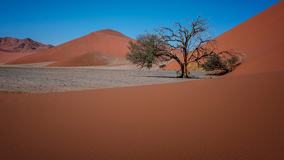 Dead Vlei