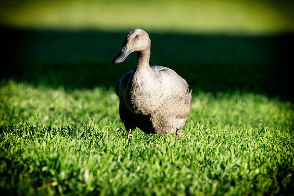 Runner Duck