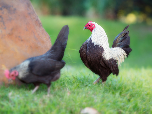 Small Rooster