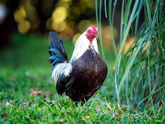 Small Rooster