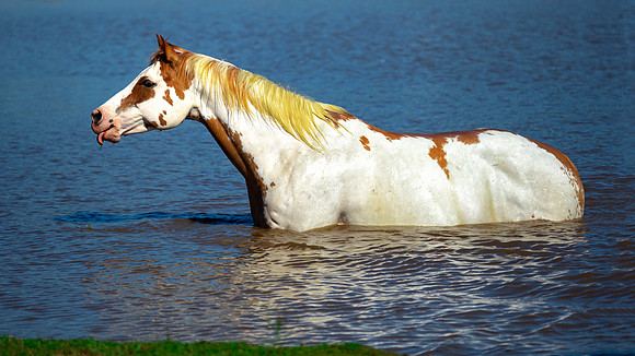 Refreshment