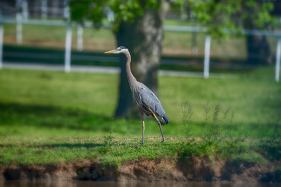 Great Blue Heron