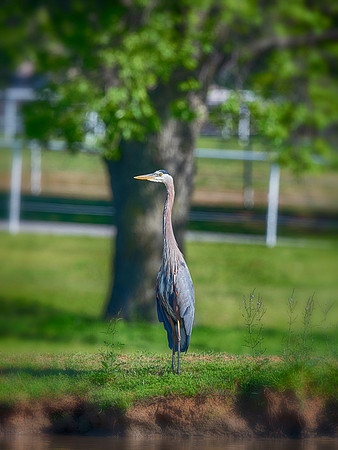 Great Blue Heron