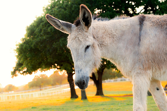 Donkey