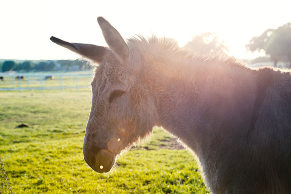 Donkey