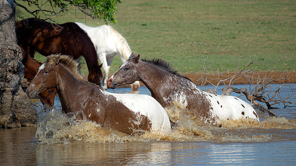 Refreshment
