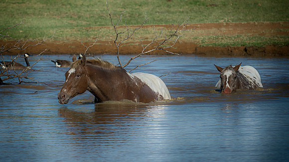 Refreshment