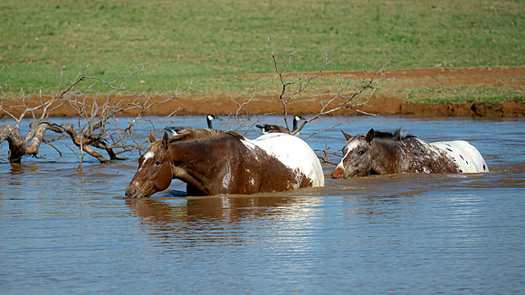 Refreshment
