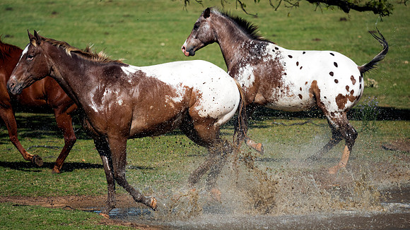 Splashing