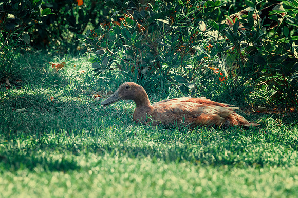 Runner Duck