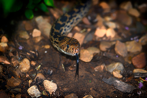 Gopher Snake