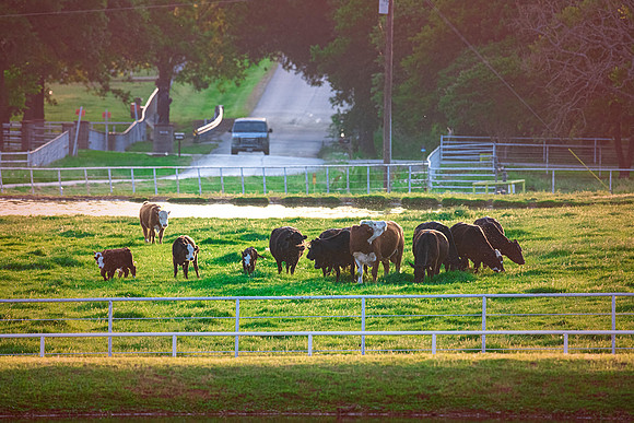 Cattle