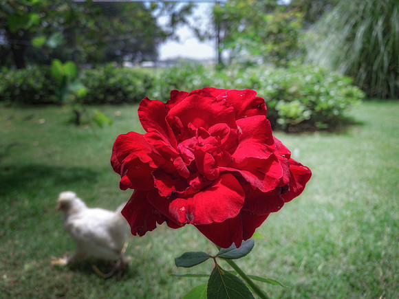 Red Rose