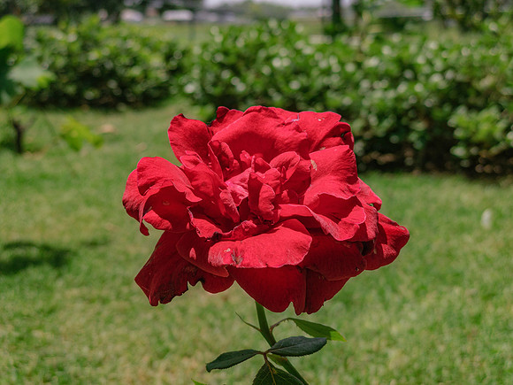 Red Rose