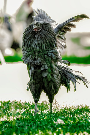 Feathers
