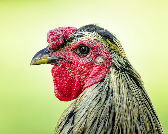 Rooster's Portrait