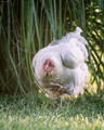 Chickens, Ducks, Geese & Goats Pt.3