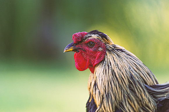 Rooster's Portrait