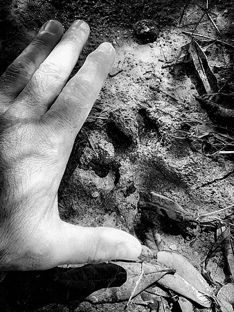 Coyote Footprint