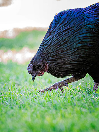 Rooster's Portrait