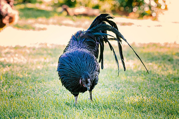 Sumatra's Rooster