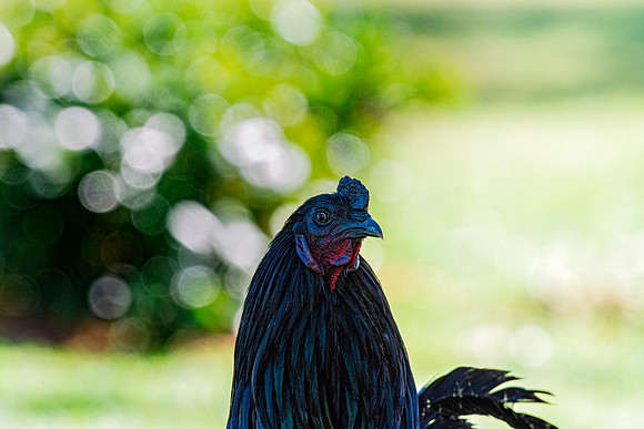 Rooster's Portrait