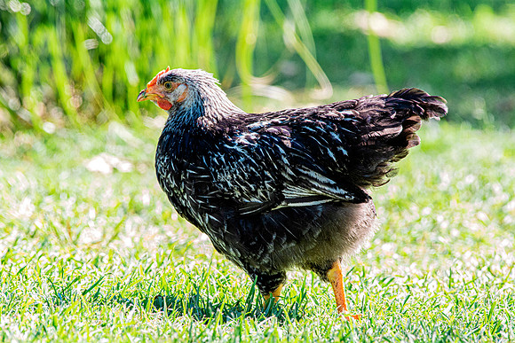 Young Rooster