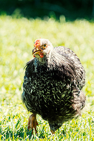 Young Rooster