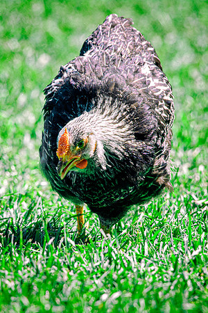 Young Rooster