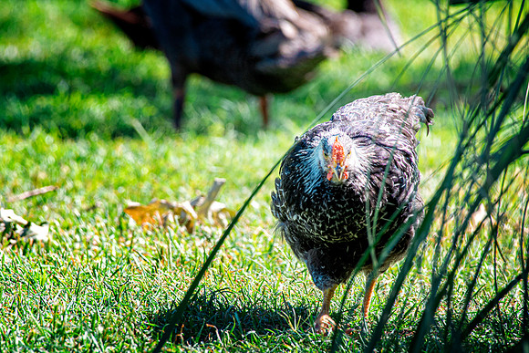 Young Rooster
