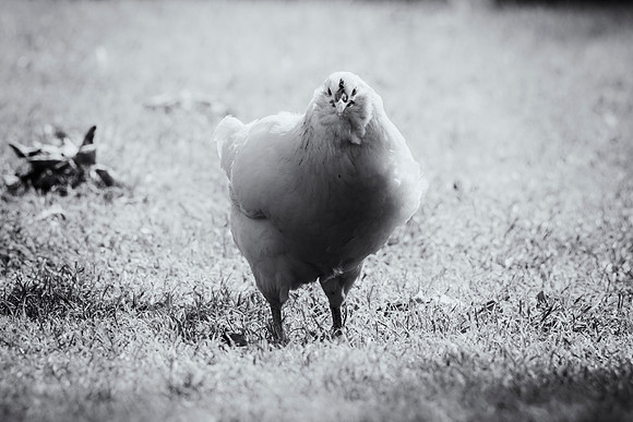 Ameraucana's Hen