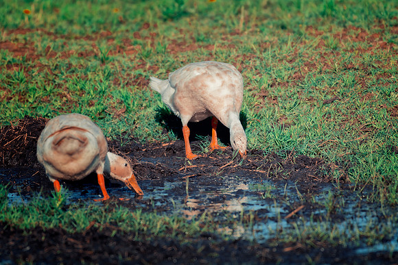 Runner Ducks