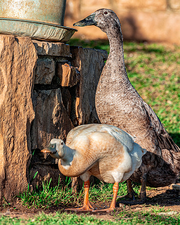 Runner Ducks