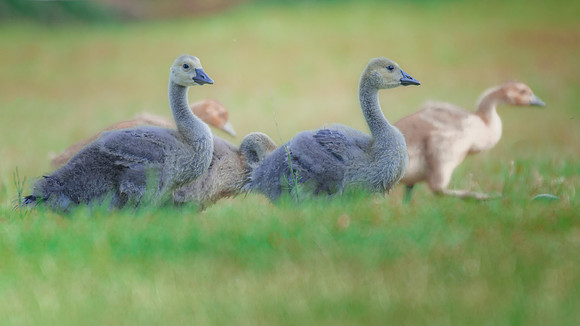 Goslings