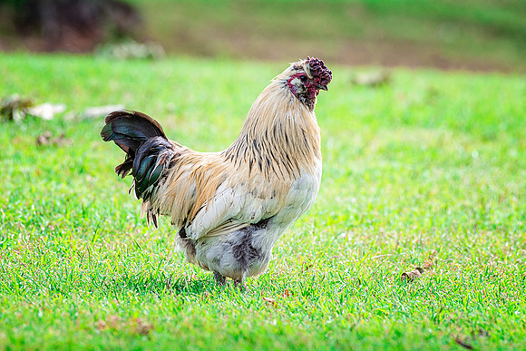 Fancy Rooster