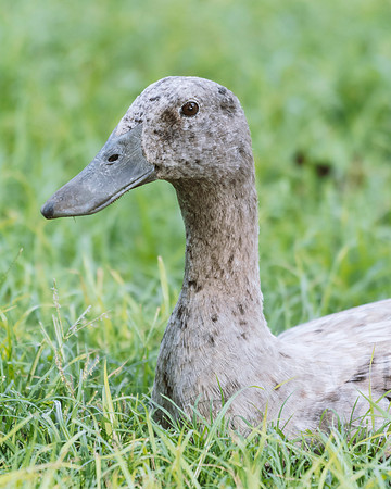 Runner Duck