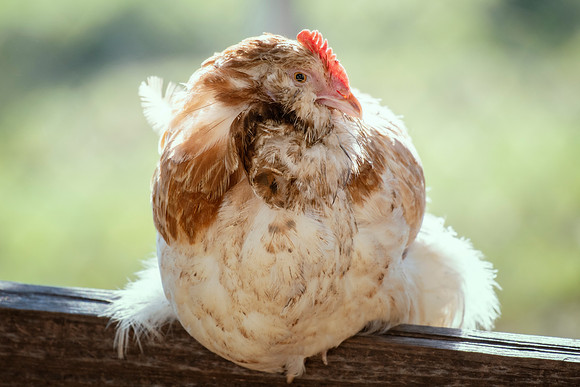 French Hen