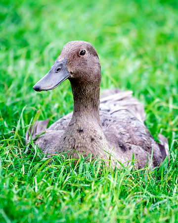Runner Duck