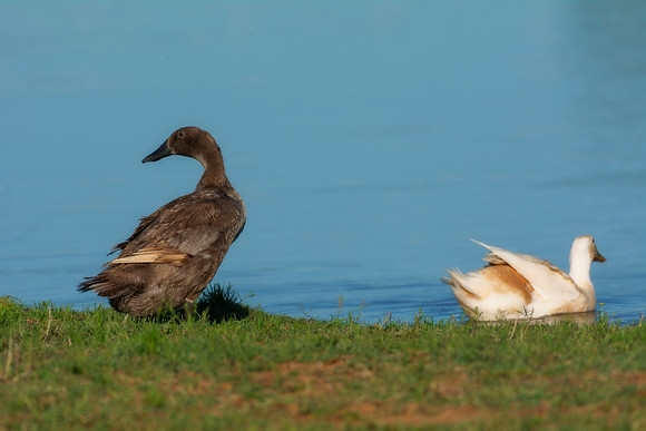 Runner Ducks