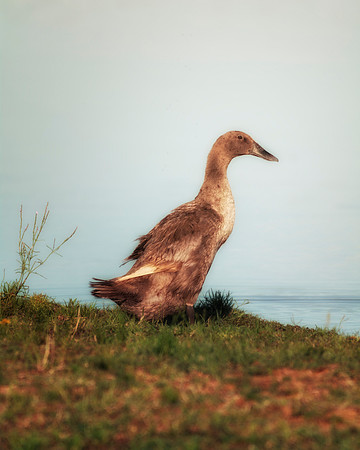 Runner Duck