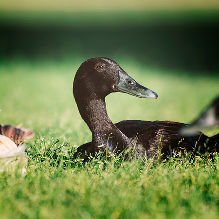 Runner Duck