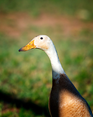 Runner Duck
