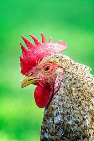 Rooster's Portrait