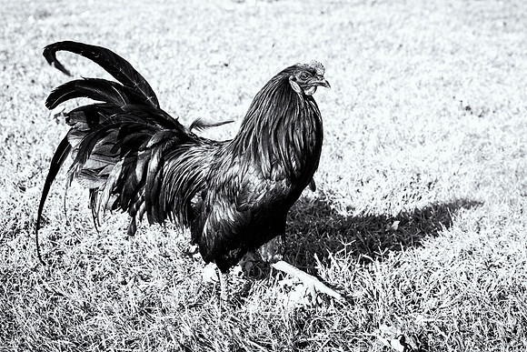 Back Sumatra's Rooster