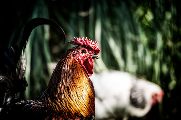 Rooster's Portrait