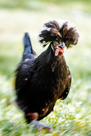Black Polish Hen