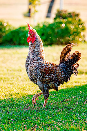 Rooster