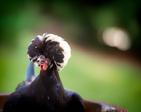 Black Polish Hen